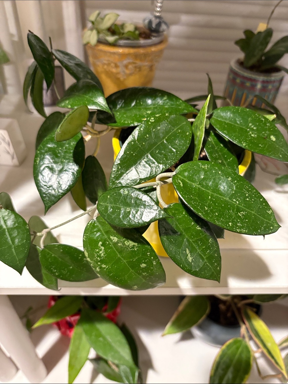 Hoya Parasitica Black Margin